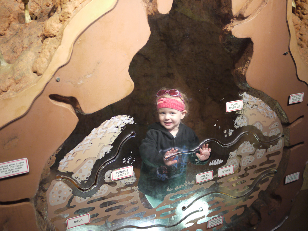 future Blue Demon... but hanging out in an anthill (?) at the LP Zoo in the interim. Baby steps to higher ed.