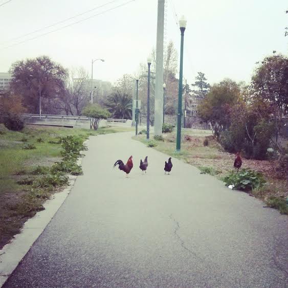 urban cock crossing