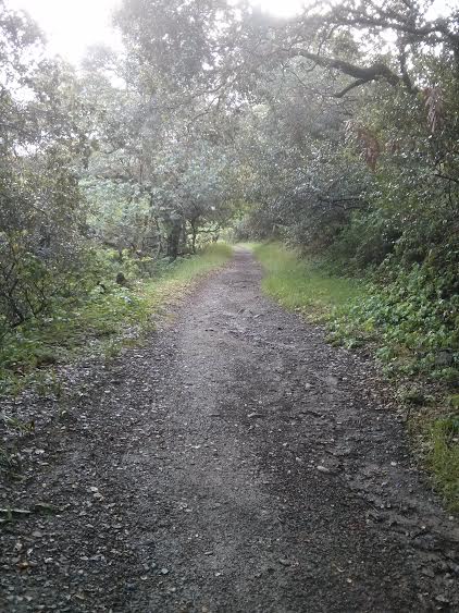 Doe, a deer... (look closely)