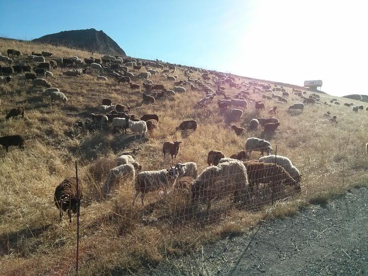 oh ya know, just a couple hundred sheep in Sunnyvale. Carry on.