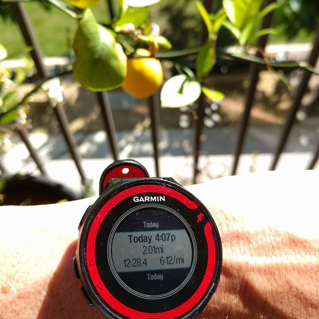 I never take pictures of my watch, but I was surprised how this run fared. (say hi to our little lemon!)