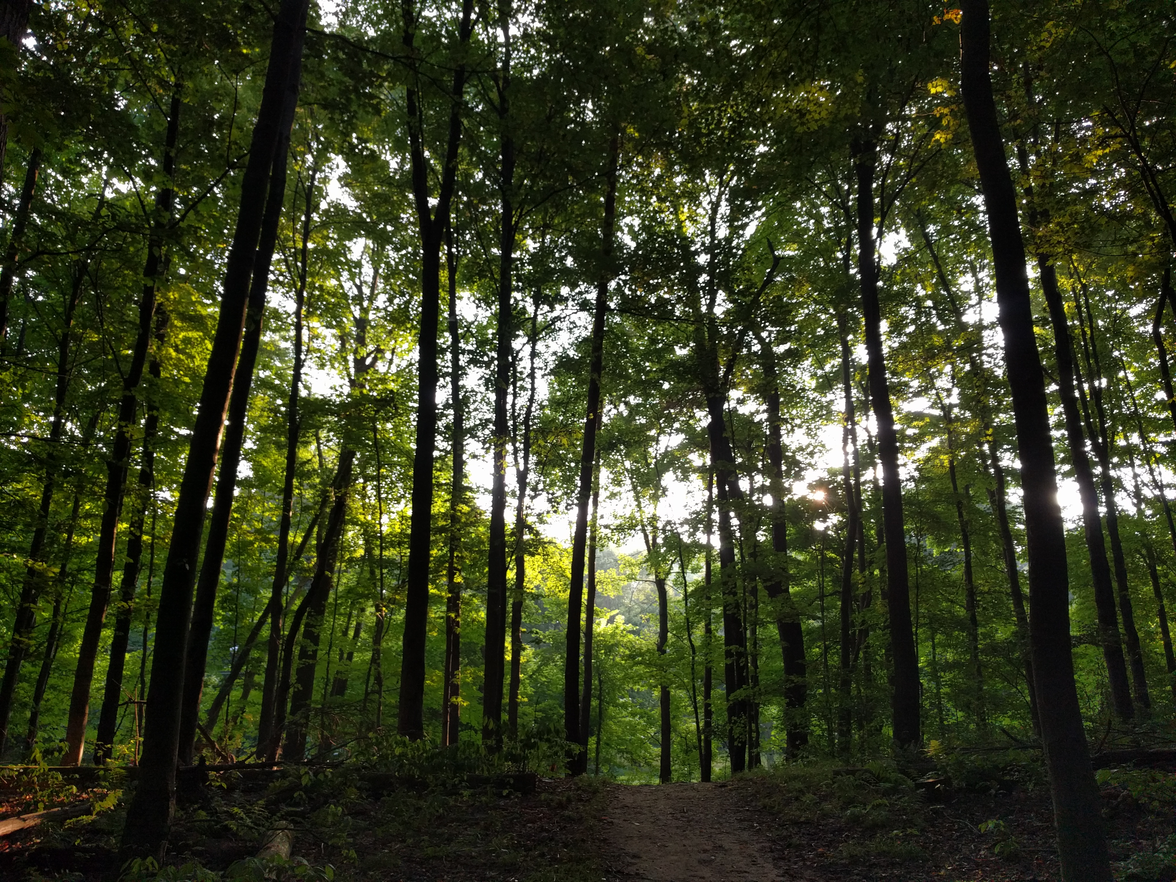 giving your eyes a break here. (from a run in Akron in July). all the pretty mosquito-infested woods!