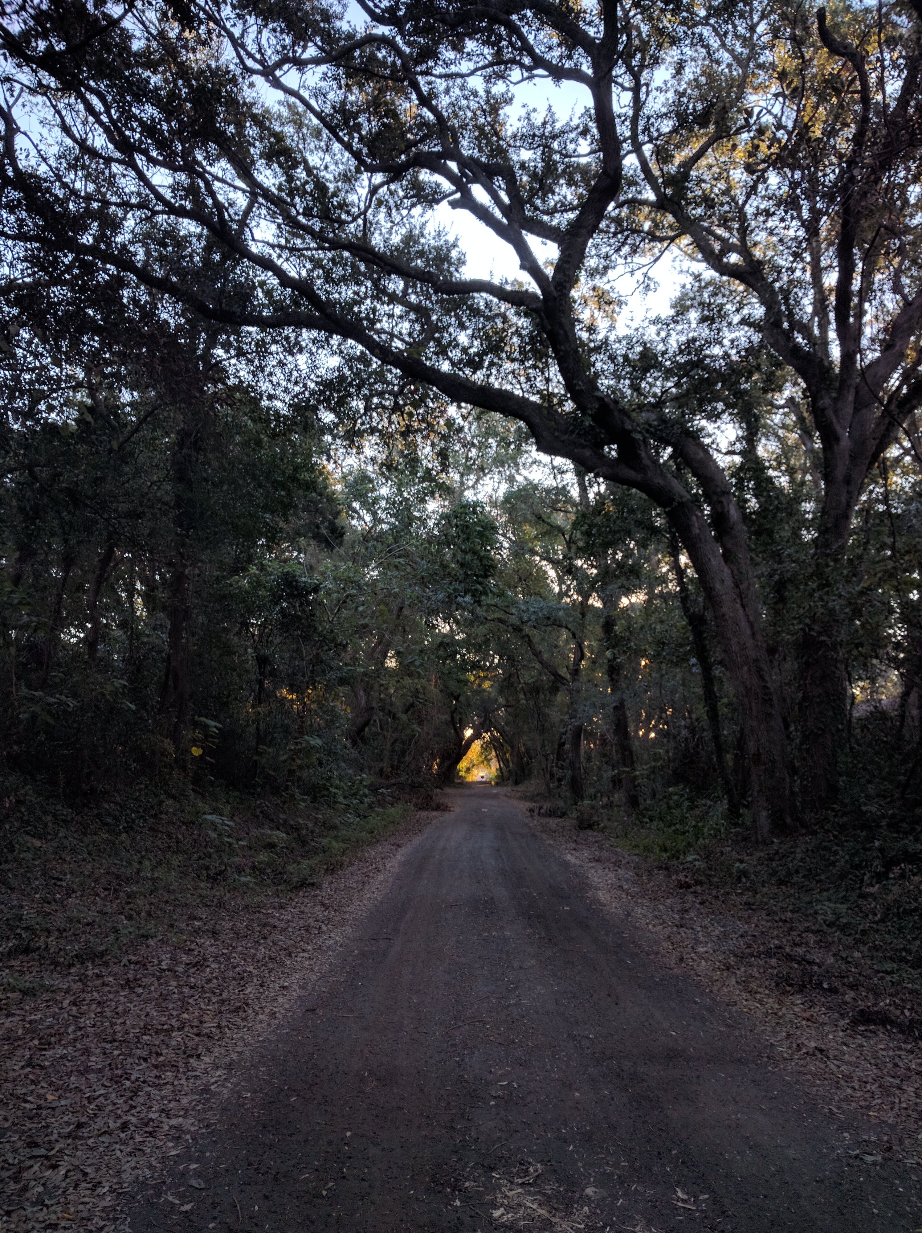 This was from my run on Sunday on the island, though this wasn't in Fort Clinch. Add more tree canopy, and substitute pavement for that dirt road, and you'll get the idea of what it was like to run in FC.