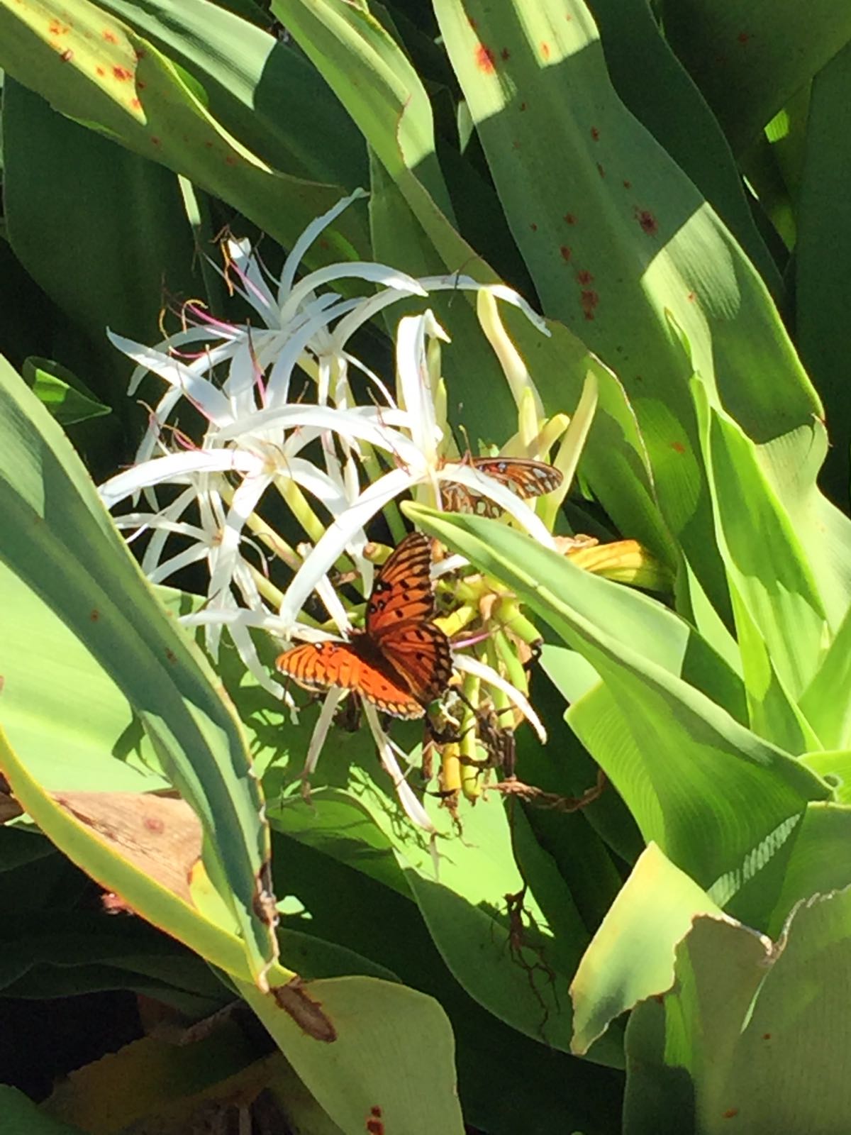 There were also monarchs everywhere (PC: my sis)